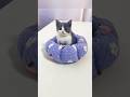 How to make Cat Bed from T shirt| #viral #shorts #trending #cat