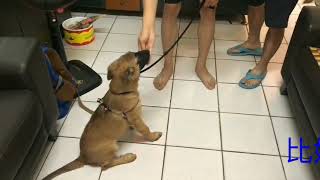 比利時小狼犬訓練