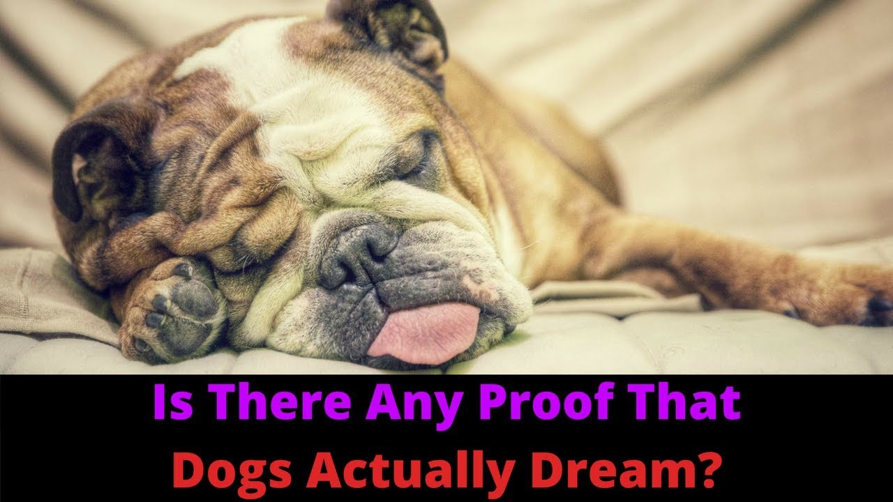 why do dogs make noises when they dream