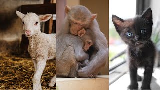 Cute Little Animals Video || Cutest Animals || 2022