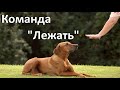 Лежать. Как научить собаку команде Лежать / Teach a Dog to Lay Down