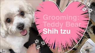 Grooming a Teddy Bear Shih Tzu by Cassie Putz 1,859 views 3 years ago 3 minutes, 34 seconds