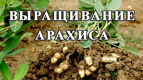 Выращивание арахиса в открытом грунте