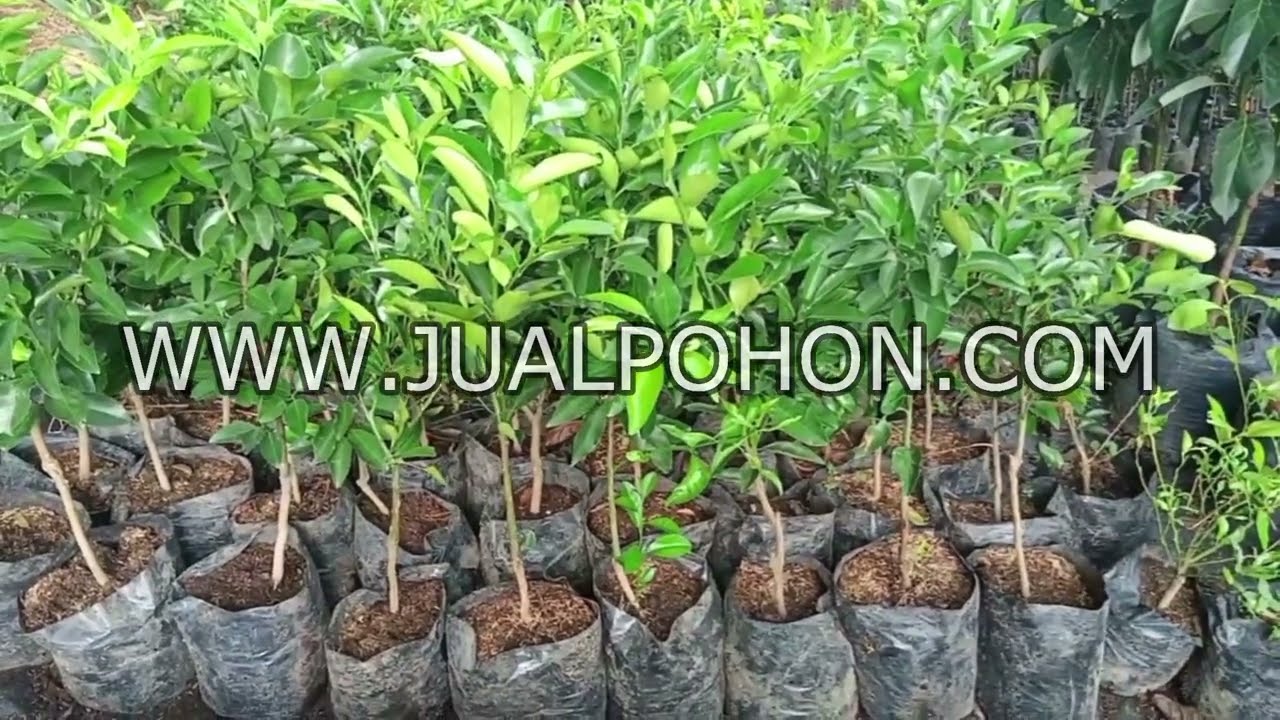 Bibit Tanaman Buah Jeruk Sunkist Unggulan Siap Diorder