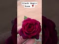 Black magic rose  msprosegarden rosegarden shortsviral blackmagic roseblackpink gardenflower