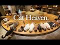 A Cozy Healing Day in Tokyo 🌿 | Japan’s Largest Cat Cafe (2026) 🐈 | The Stress Relief I Needed