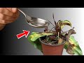 How To Revive Any Dying Plant With This Simple Trick Works Every Time How To Revive Any Dying Plant With This Simple Trick Works Every Time