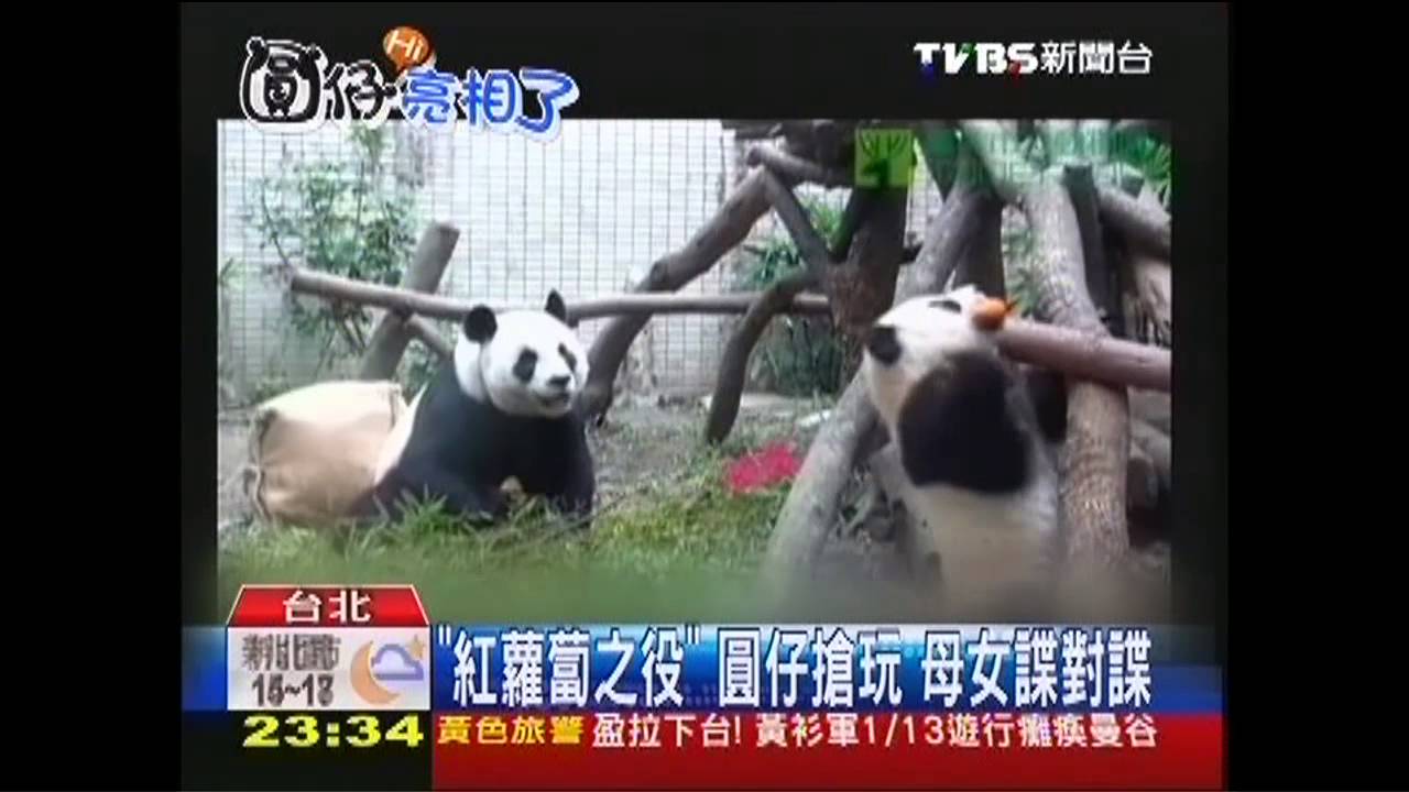 圓仔「下班」賴著不走！　愛睏趴樹等人抱