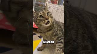 4 Things No One Tells You About Tabby Cats