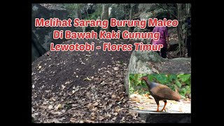 Download Lagu ADA SARANG BURUNG MALEO DI KAKI GUNUNG LEWOTOBI - FLORES TIMUR MP3