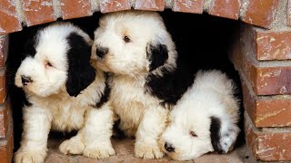 Adorable Old English Sheepdog Puppy Moments