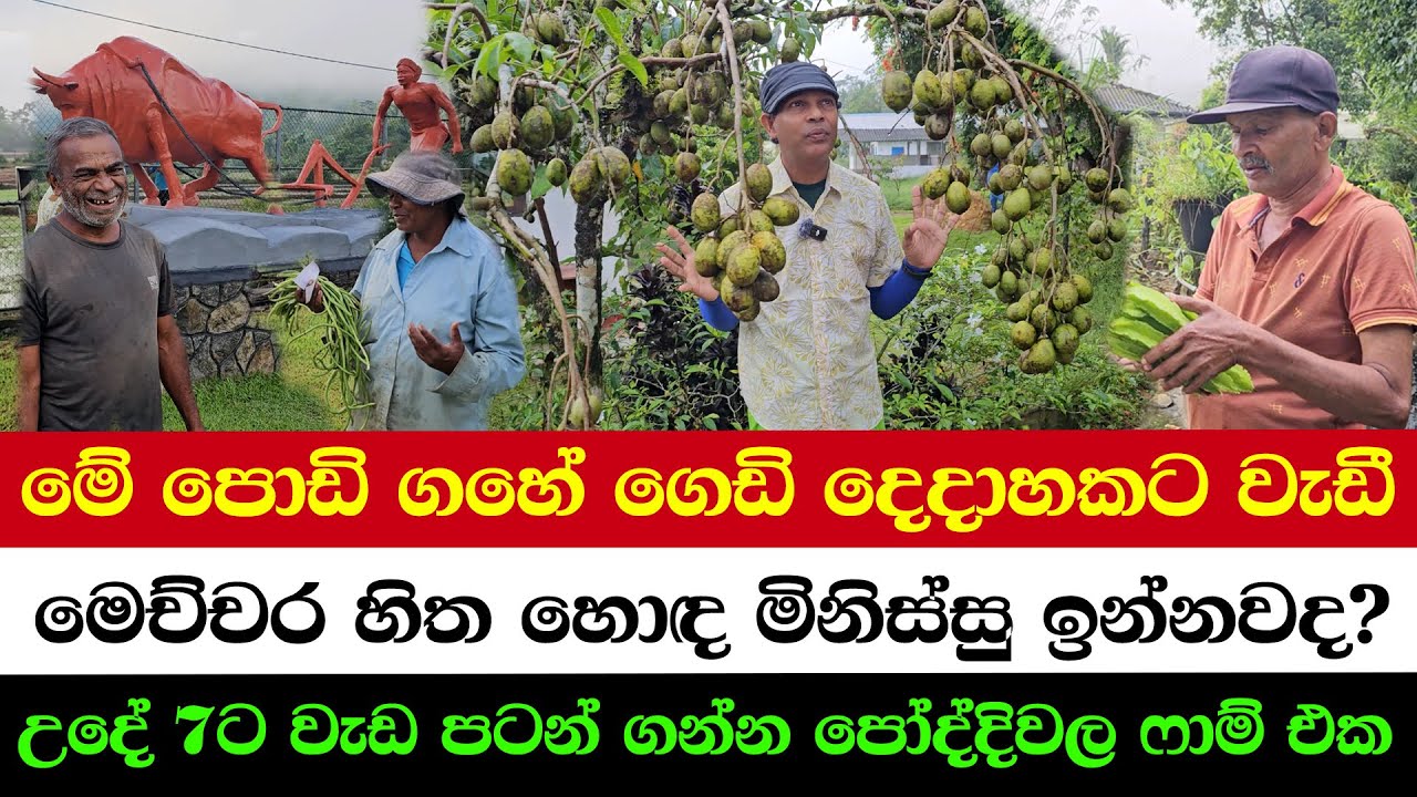 Unbelievable! 2000+ Fruits on a Mini Tree | 7 AM Routine = Massive Benefits