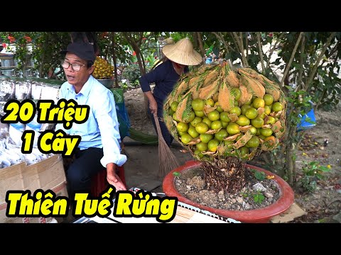 Video Cây Thiên Tuế Rừng Giá 20 Triệu Quá Đẹp - youtube