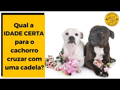 Vídeo: Como Potty Train Meu filhote de 3 semanas de idade