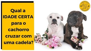 Com Quantos Meses O Cachorro Macho Já Pode Cruzar? Qual A Idade Certa?