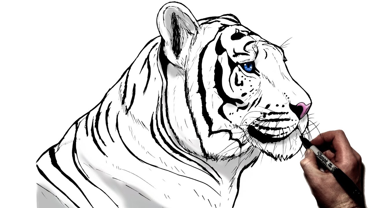 Tiger Drawing Stock Illustrations – 39,437 Tiger Drawing Stock  Illustrations, Vectors & Clipart - Dreamstime