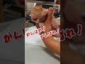 便秘でうんちが出ない子猫の赤ちゃんが大泣きした結果 #shorts