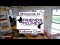 Friends of Felines Rescue Center Kabana Cam