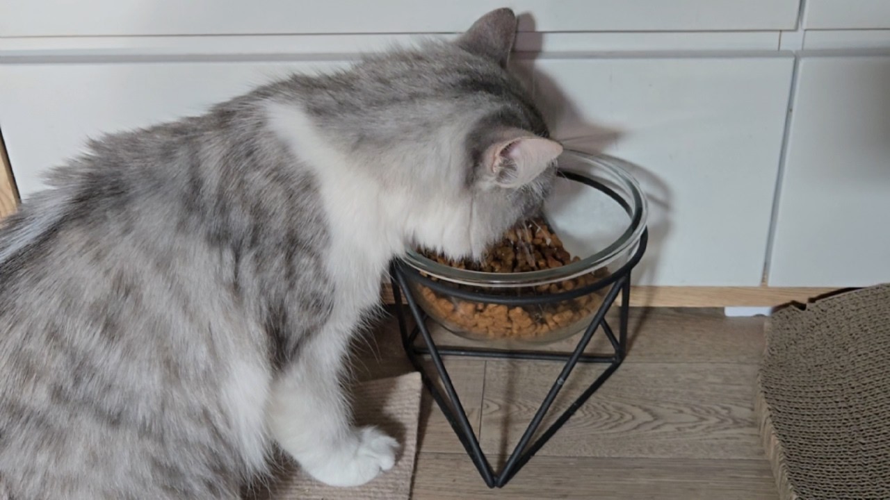 포인핸드에서 유기묘를 입양했어요