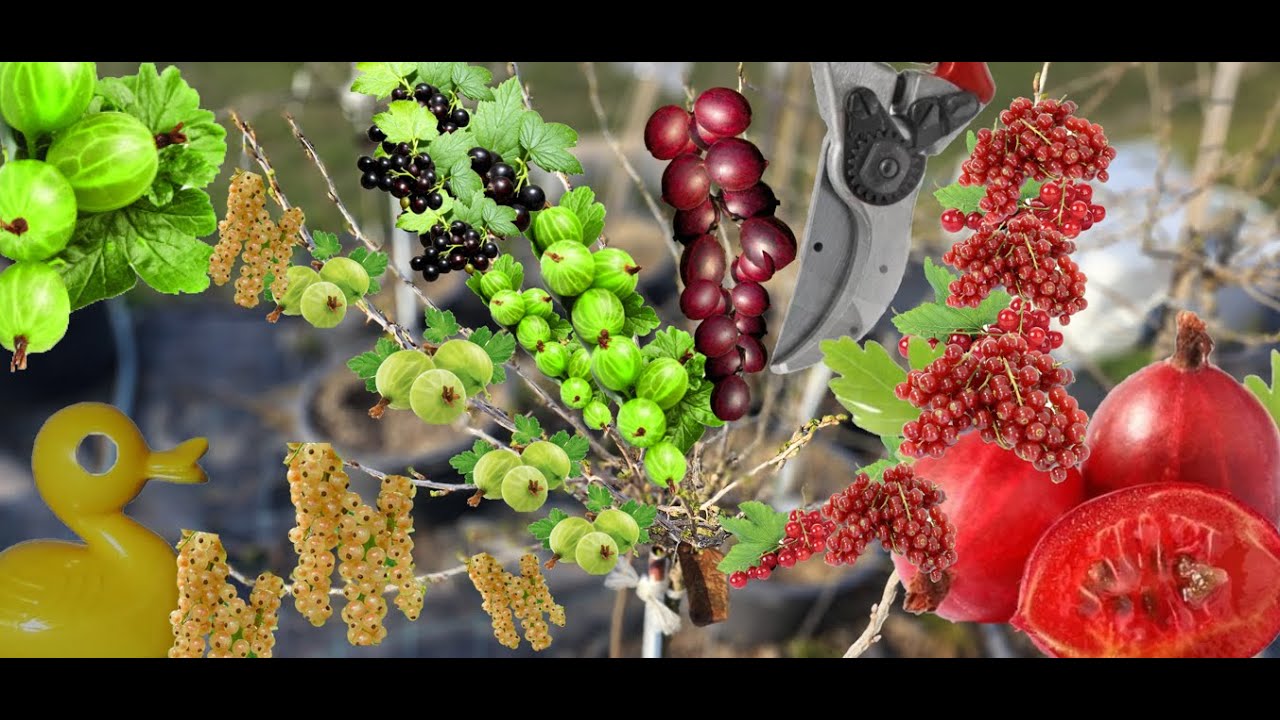 🍇 Rybíz a Angrešt: Roubování, Řez a Jak Udělat Stromek z Keře! ✂️🌳