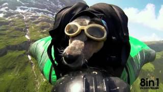 Собака парашютист в вингсьюте, бейс джампинг   The first dog skydiver in wingsuit in the world