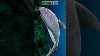 Remora Fish Attach To Sharks #shorts