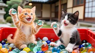 Download Lagu 😻🎉 Funny Kittens Discover a Box of Marbles MP3