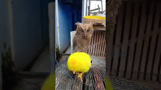 Reaksi Burung Hantu ketemu Anak Ayam...