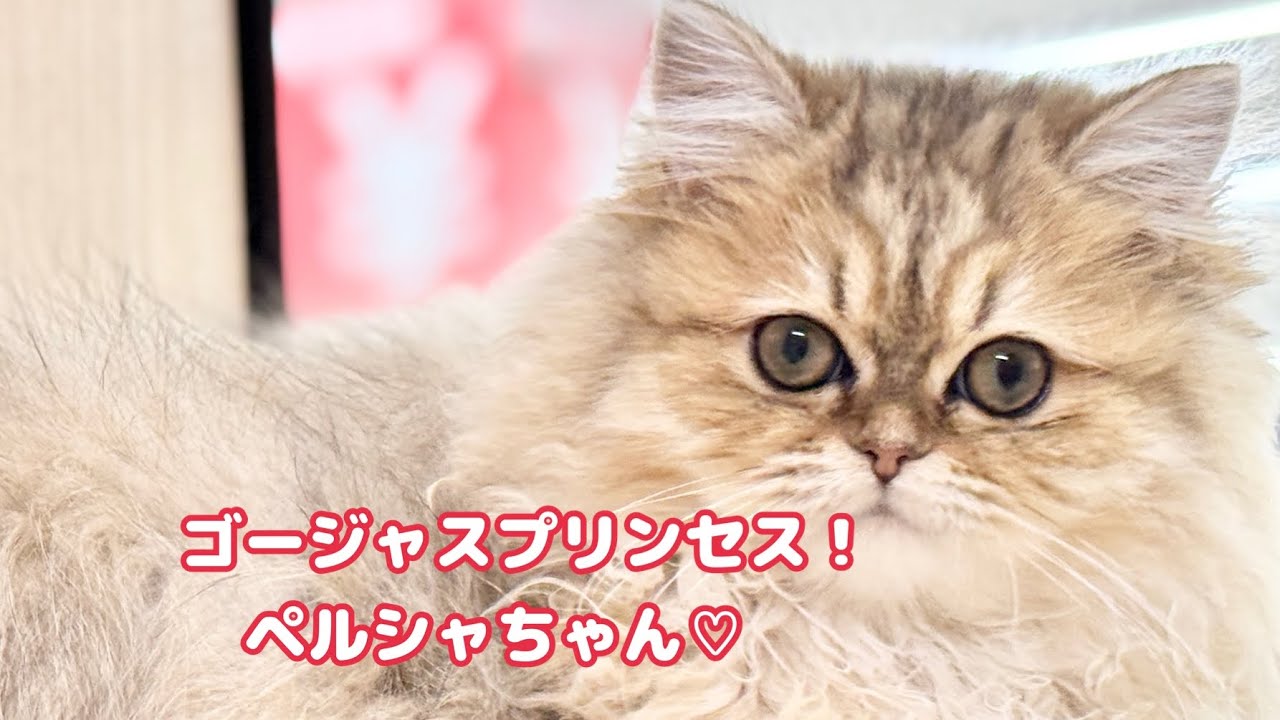 ペルシャ 】生後5ヶ月の鼻ぺちゃニャンコは愛くるしいドールフェイス