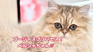ペルシャ 】生後5ヶ月の鼻ぺちゃニャンコは愛くるしいドールフェイス