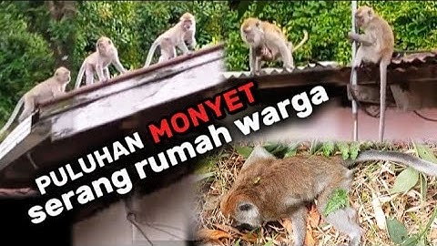 Gawat‼️Puluhan Monyet Kembali Serang Rumah Warga ☠️ Berburu Kera ☠️ Monkey Hunting