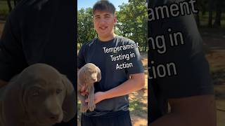 Temperament testing for the win! #puppies #weimaraner #familydog #calm #puppy