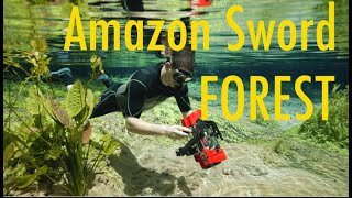 Giant Amazon sword plant forest  Echinodorus and Ancistrus in nature