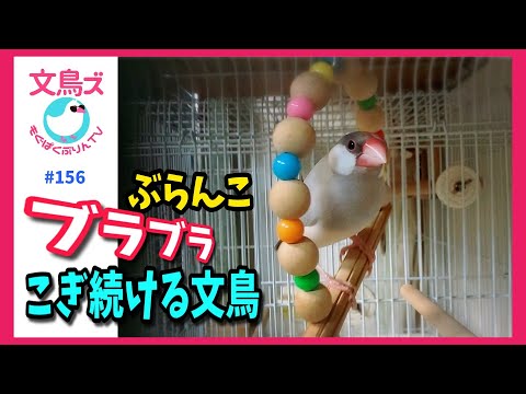 文鳥はブランコをどのくらい漕げるの？