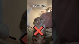 고양이 금지 음식 5가지 #고양이주의 #반려묘정보 #고양이금지음식 #쇼츠고양이 #shorts #고양이건강 #CatTips #ToxicFoodsForCats #PetSafety