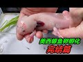 孵化的美西螈破卵失敗，導致畸形或死亡，必須采取人工破卵