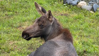 The Cutest Visitor | Momma Moose and Baby
