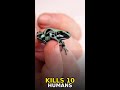 This Predator Kills 10 Adult Humans With 1 Drop 🐸