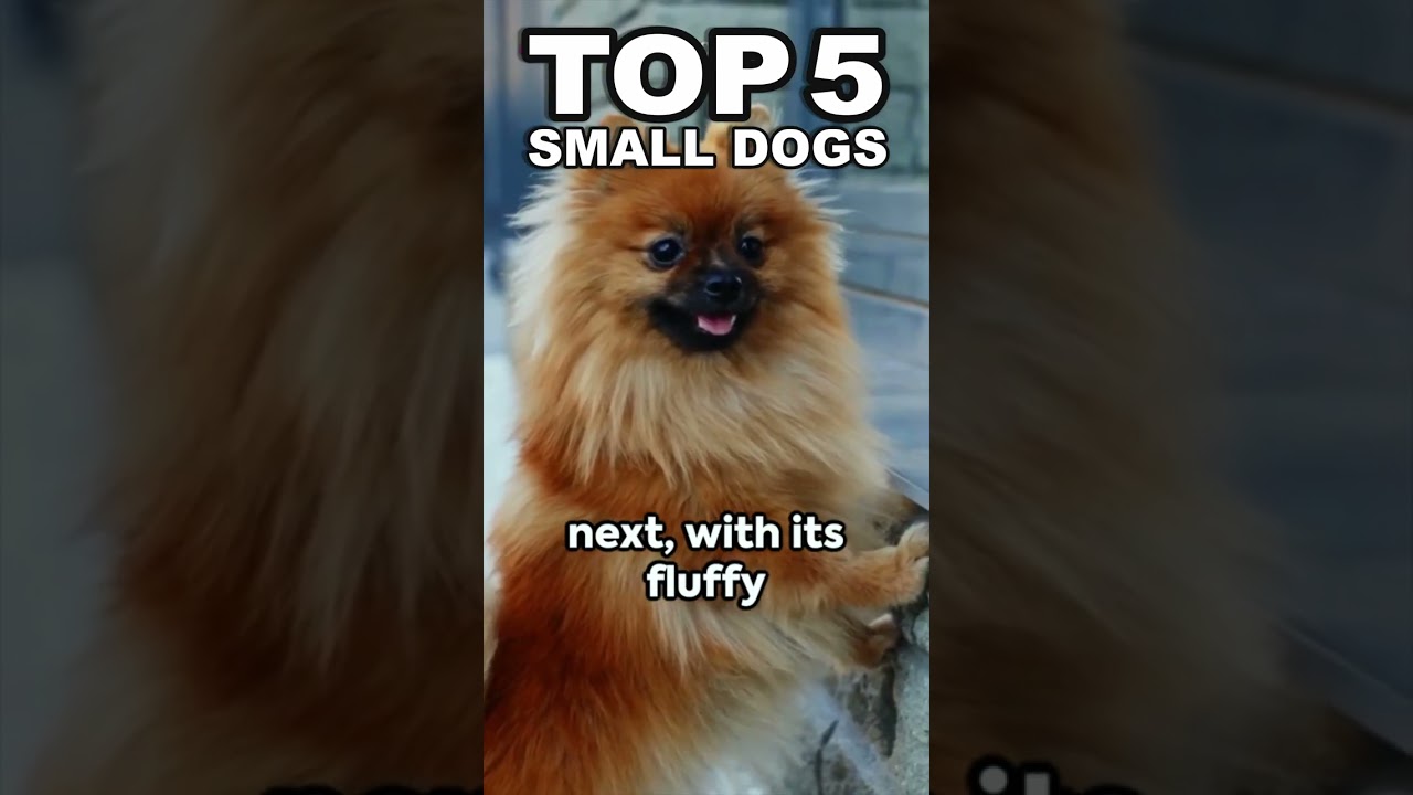 Top 5 SMALLEST DOGS! 