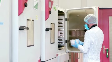 3D In Vitro Models & Organoids