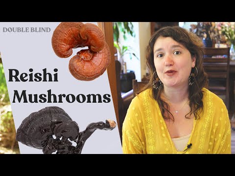 Reishi Mushrooms: Benefits, Cultivation, History 🍄  | DoubleBlind