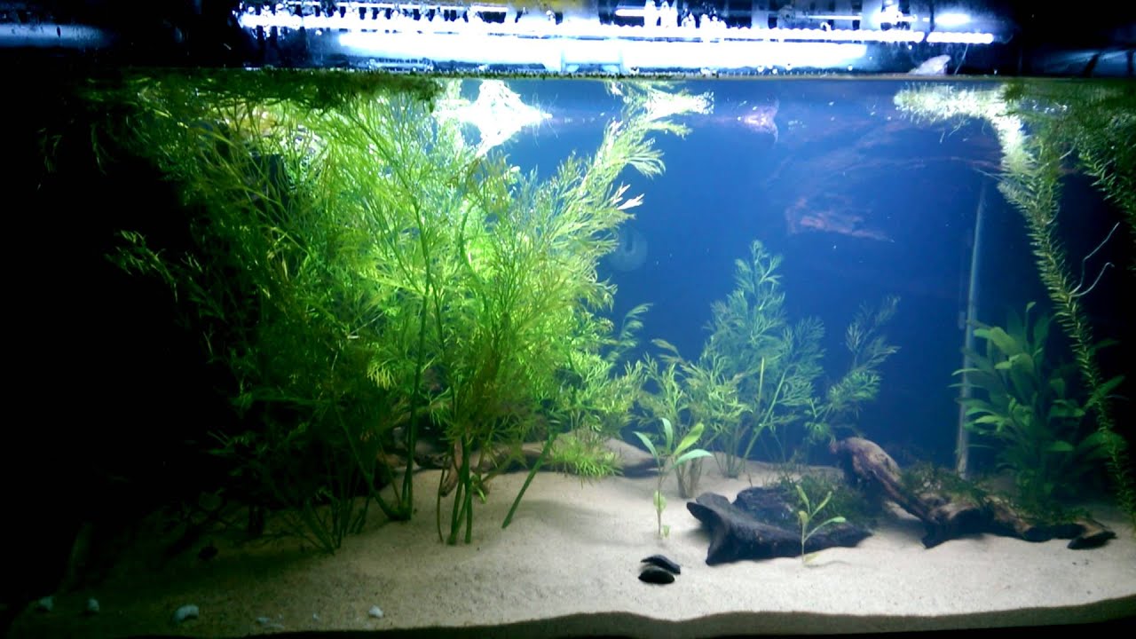 Planted Turtle Tank - YouTube