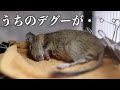 【デグー】うちのふりかけが・・・