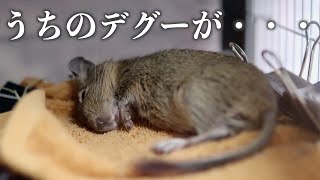 【デグー】うちのふりかけが・・・