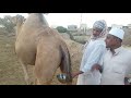 Sri Lankan Moulavi Drinks Camel Urine - මුත්රා පානය