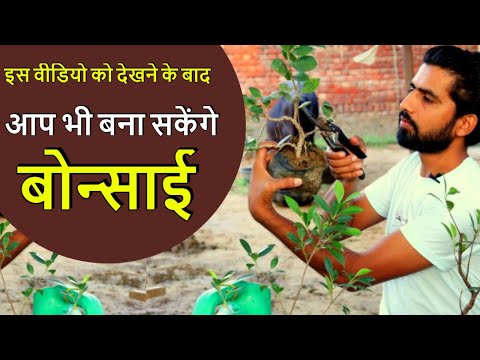 वीडियो: कैसे एक कृत्रिम बोन्साई बनाने के लिए?