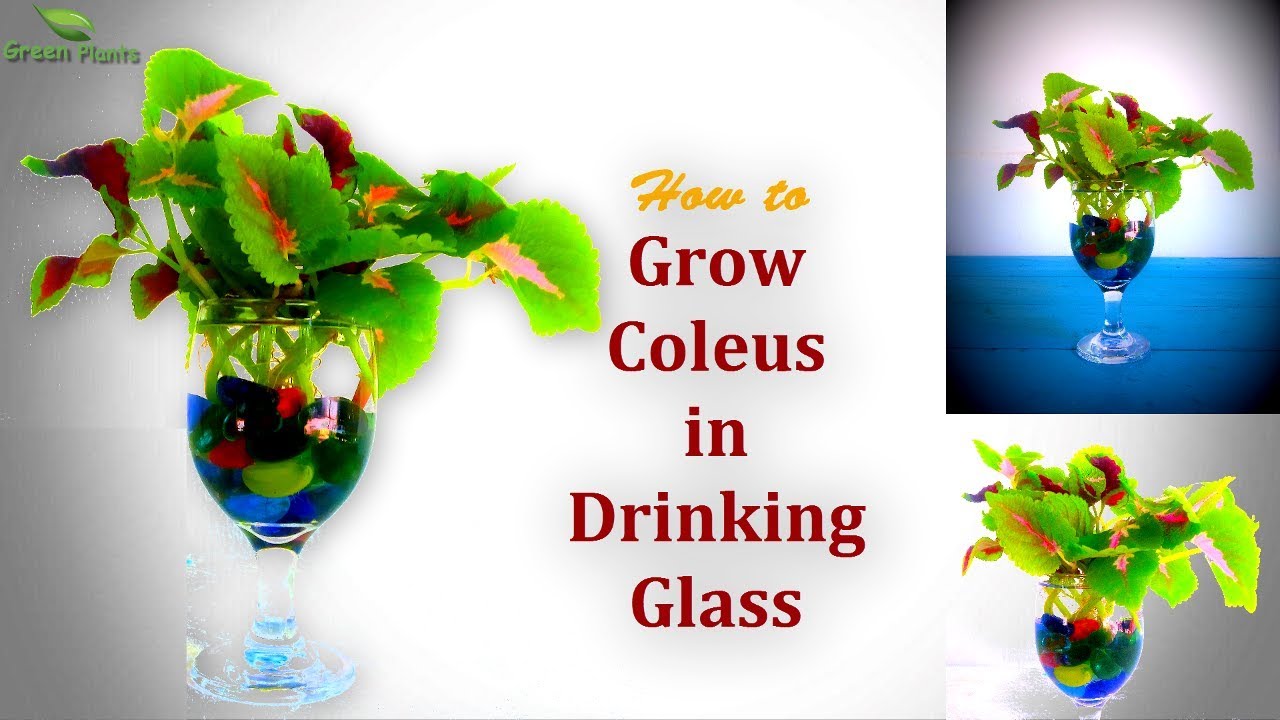 How to Grow & Propagate Coleus in Water with Drinking Glass Mayana Plant Growing//GREEN PLANTS