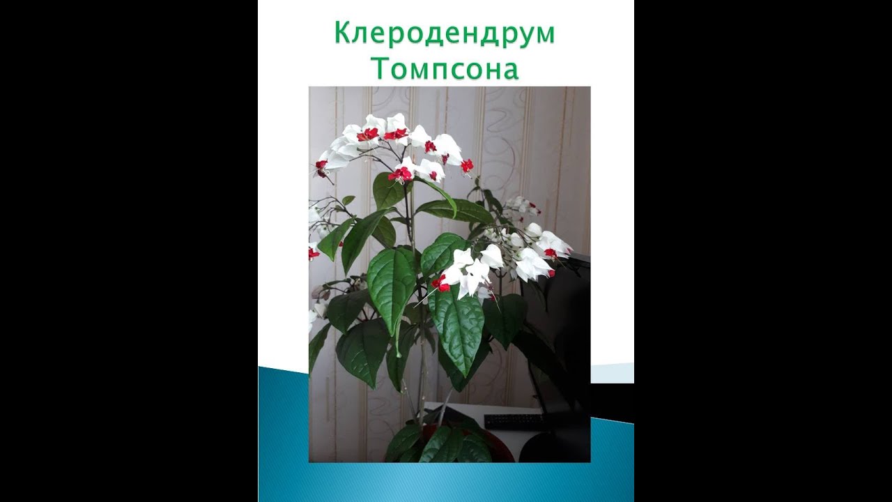 Клеродендрон Фото И Уход Как Обрезать – Telegraph