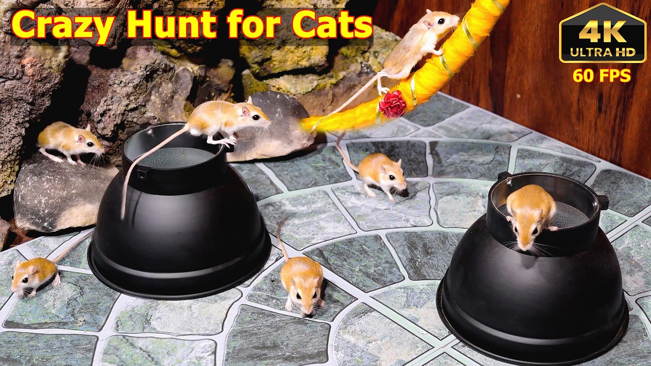 Cat TV Mouse Maze: Cats Go Crazy! Real Mouse Video for Cats | NON-STOP Hunt Mode ON | 8H 4K Ultra HD