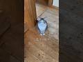 いつもと違うところ、気づいた?テンver. #猫 #保護猫 #猫のいる暮らし